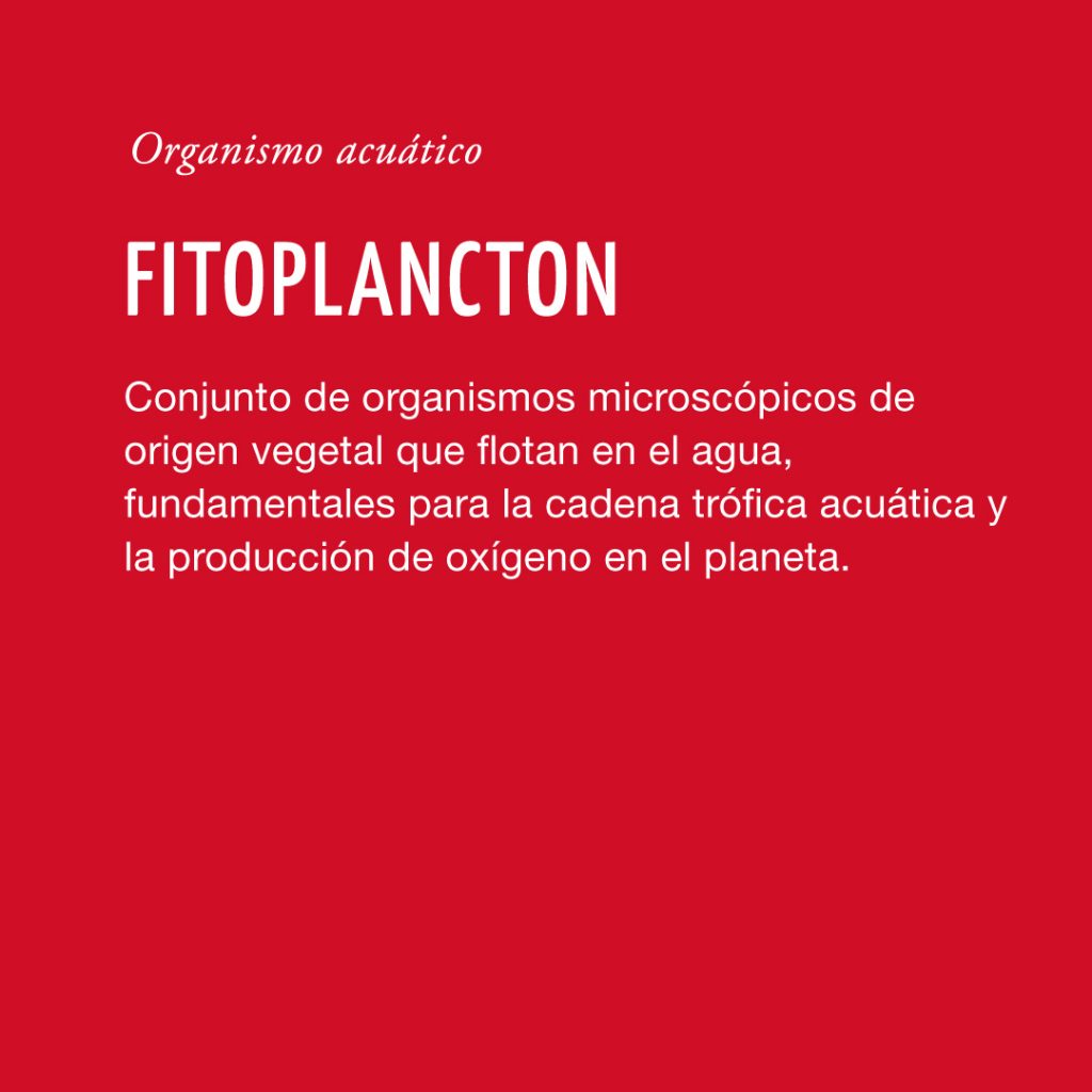 Fitoplancton