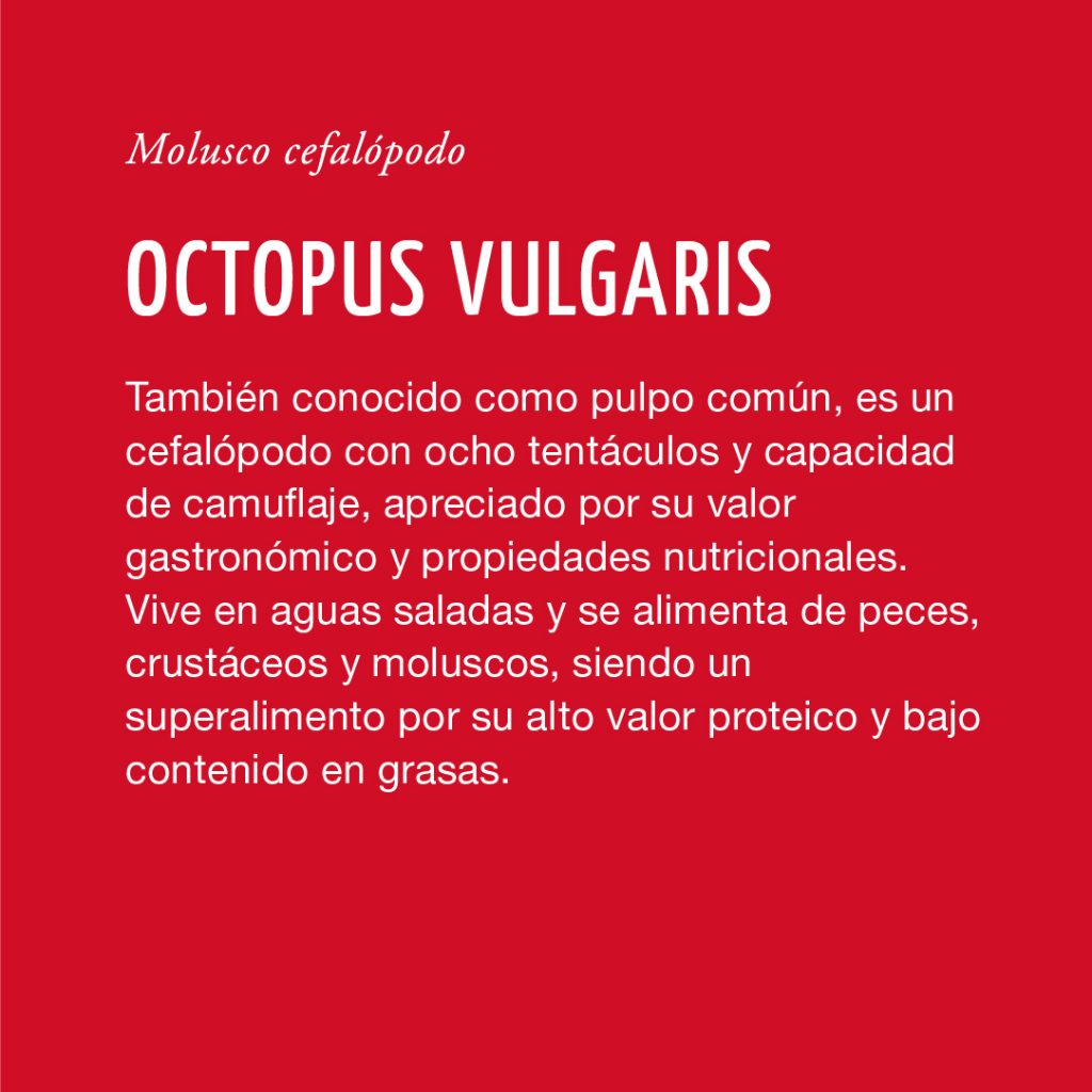 Octopus vulgaris